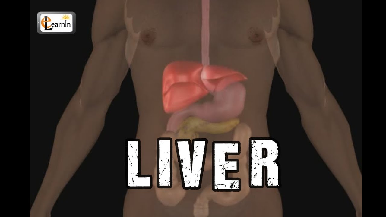 You are currently viewing Liver anatomy and function | Human Anatomy and Physiology video 3D animation | elearnin