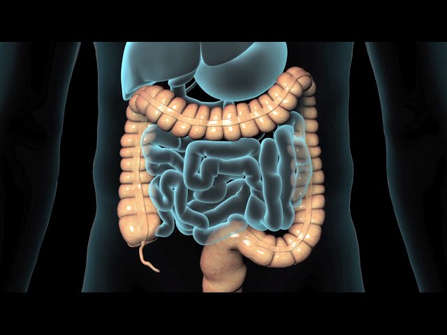 Gastrointestinal Surgery Video – 2