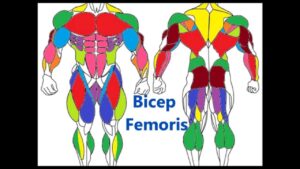 Read more about the article Major Muscle Groups: Basic Muscle anatomy