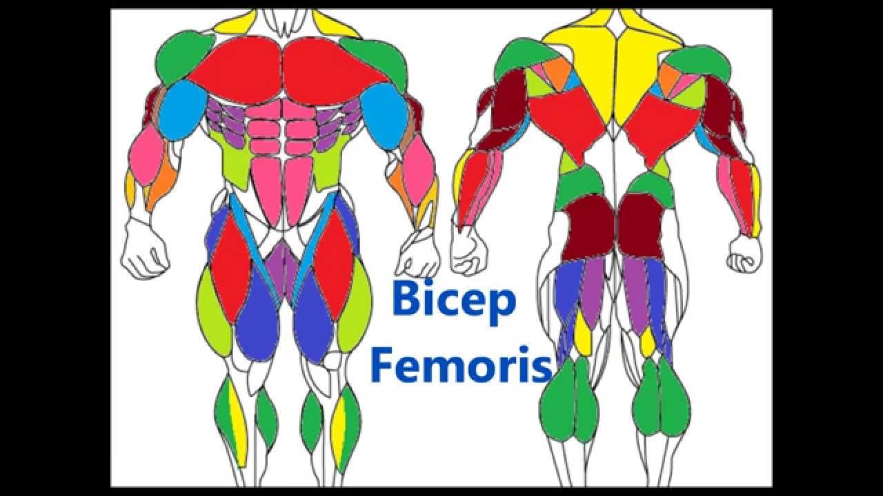 You are currently viewing Major Muscle Groups: Basic Muscle anatomy