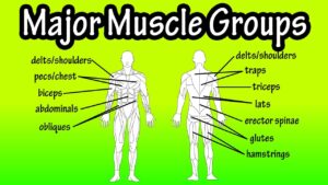 Major Muscle Groups Of The Human Body