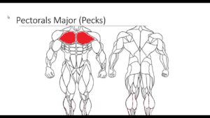 Major Muscle Groups pt 1