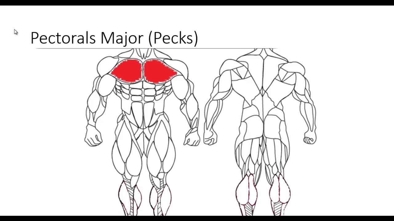 You are currently viewing Major Muscle Groups pt 1