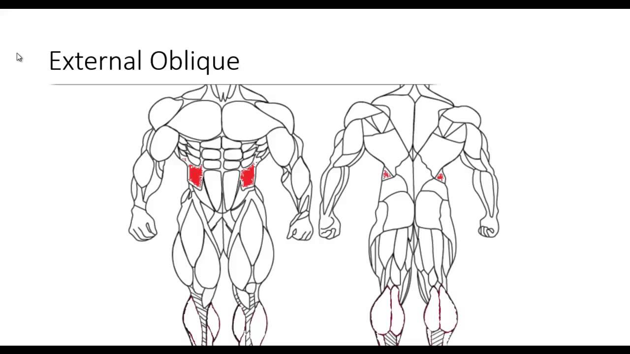You are currently viewing Major Muscle Groups pt 2