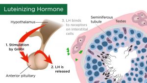 Male Sex Hormones