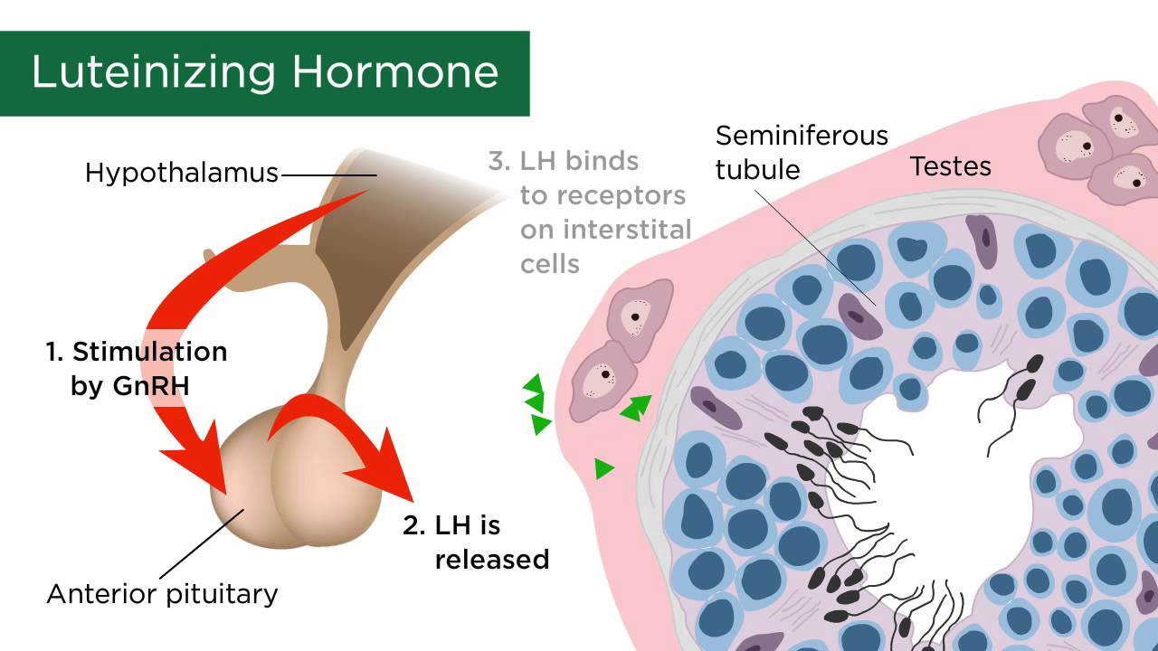 You are currently viewing Male Sex Hormones