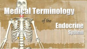 Read more about the article Medical Terminology of the Endocrine System