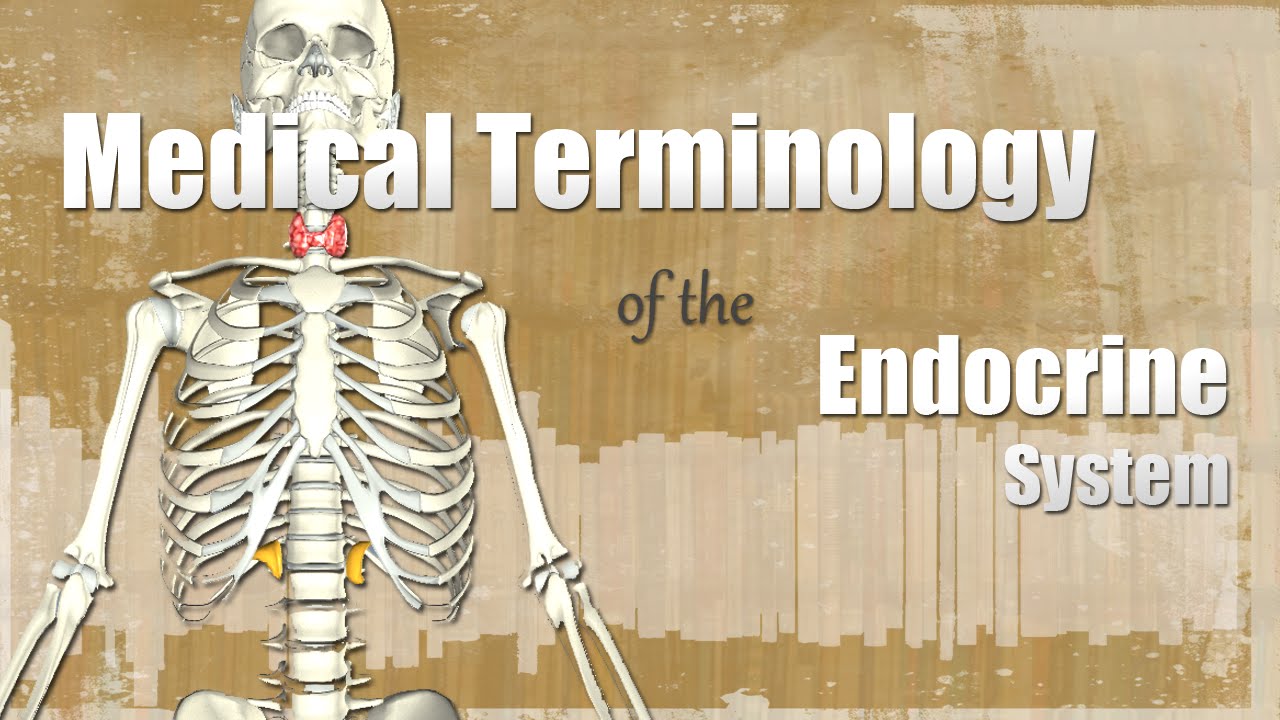 You are currently viewing Medical Terminology of the Endocrine System