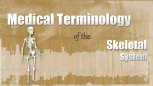 Read more about the article Medical Terminology of the Skeletal System