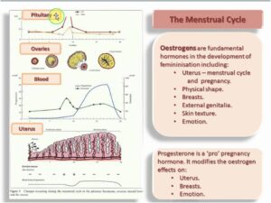 Read more about the article Menstrual Cycle – Hormone Control – Oestrogen Progesterone