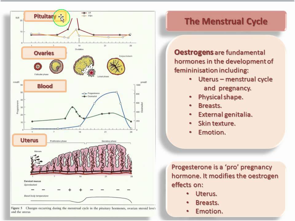 You are currently viewing Menstrual Cycle – Hormone Control – Oestrogen Progesterone