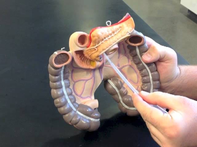 You are currently viewing Mesentery Model