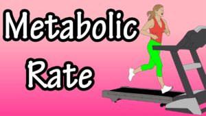 Metabolic Rate – What Is Metabolic Rate – Basal Metabolic Rate – How Many Calories Burned In A Day