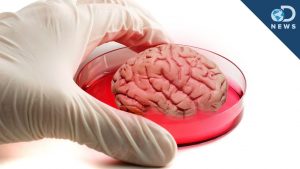 Mini Human “Brain” Grown In Lab