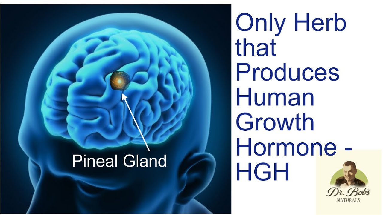 You are currently viewing Most Beneficial Herb Known Produces HGH