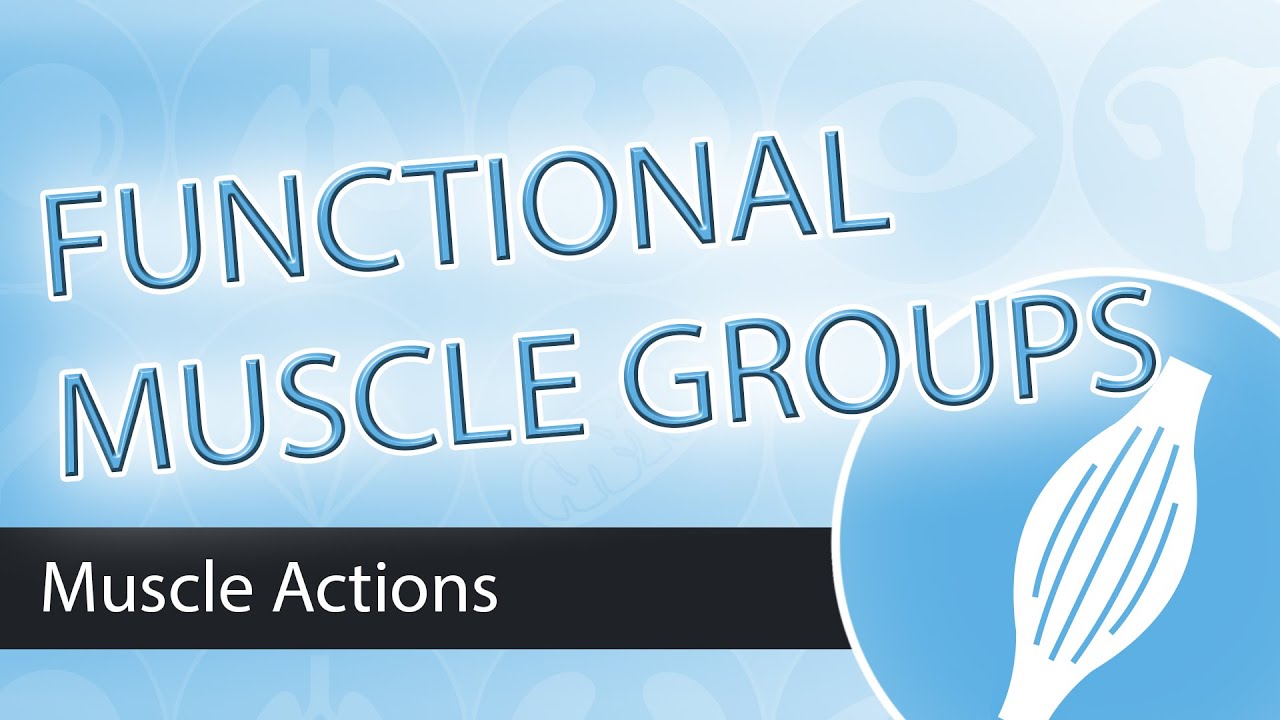 You are currently viewing Muscle Actions- Functional Groups