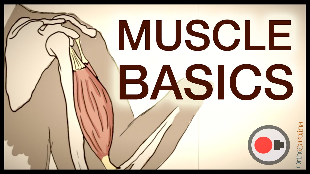 You are currently viewing Human Body, Body Building Muscle Building Anatomy Physiology Video – 6
