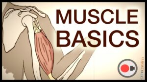 Read more about the article Muscle Basics: What Athletes Need to Know About the Muscular System