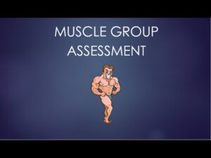 Read more about the article Muscle Group Assessment