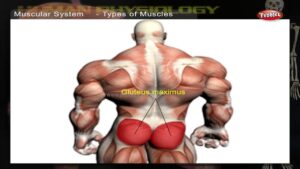 Muscular System | How Human Body Works | Human Body Parts and Functions | Human Anatomy 3d