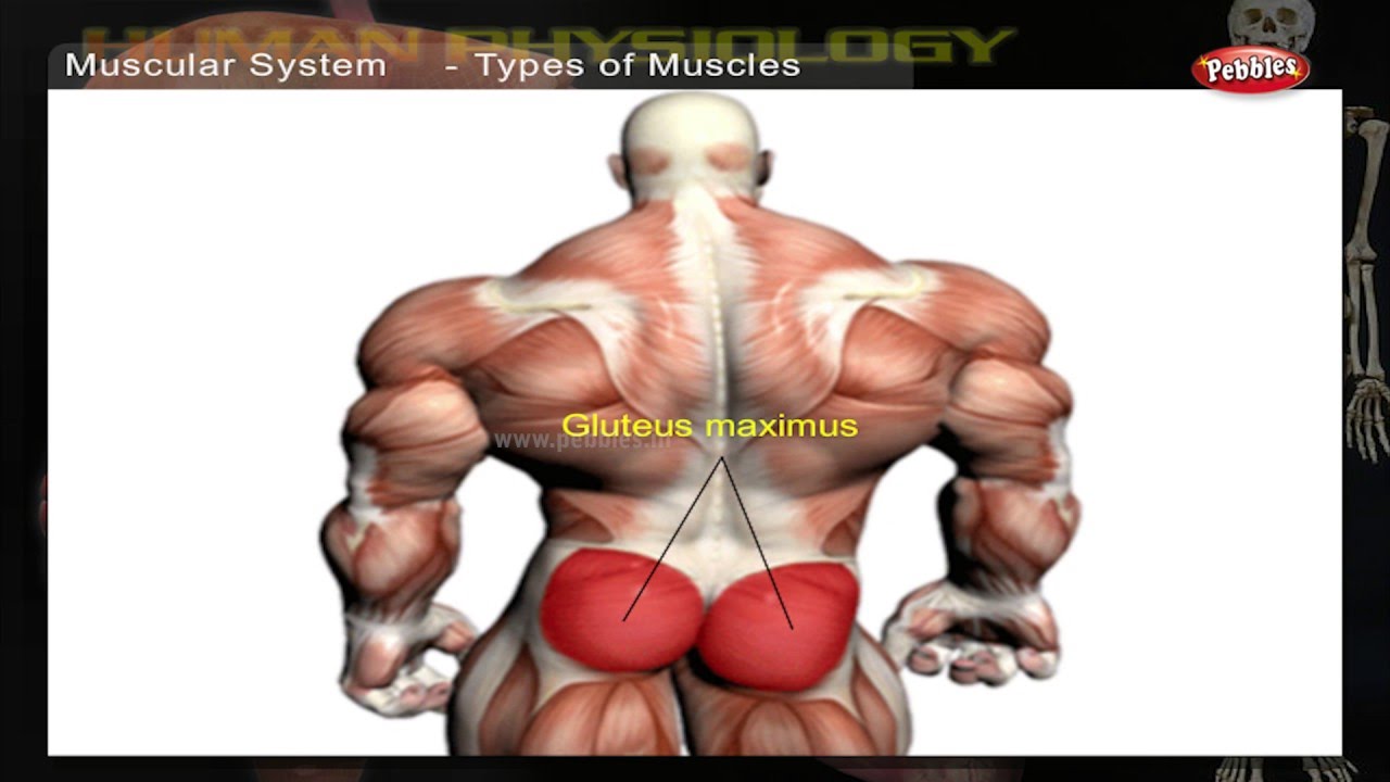 You are currently viewing Muscular System | How Human Body Works | Human Body Parts and Functions | Human Anatomy 3d