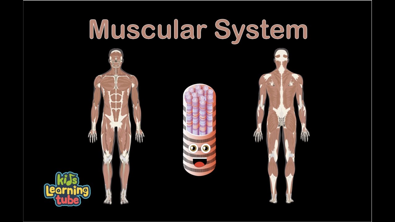 You are currently viewing Muscular System Song/Human Body Systems