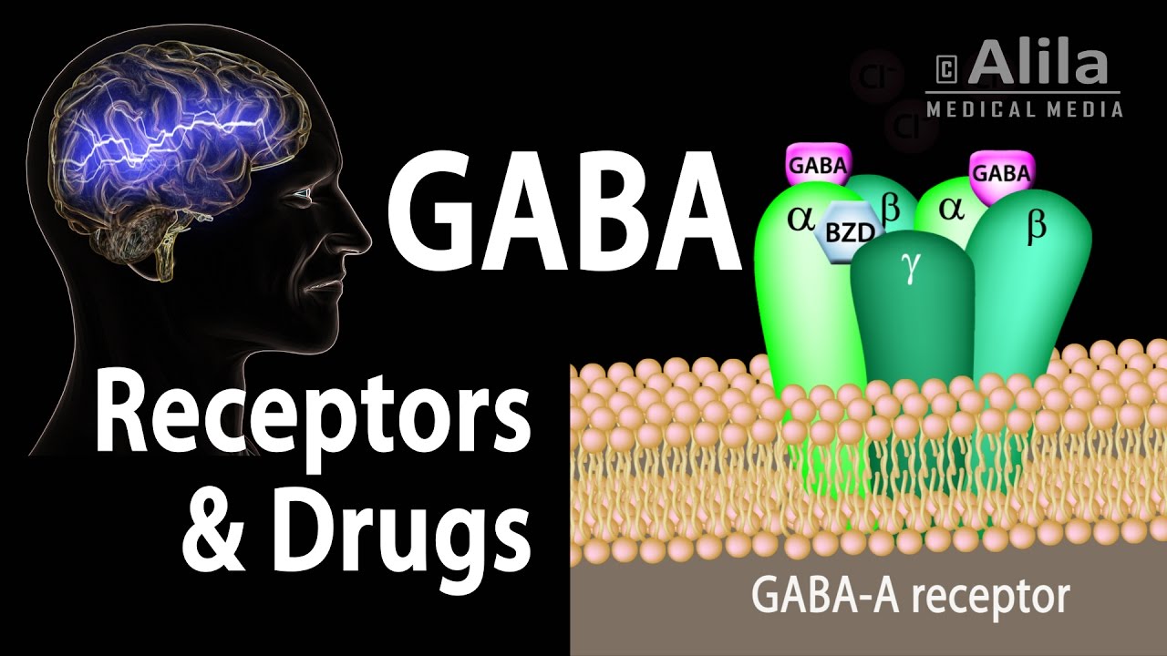 You are currently viewing Neuroscience Basics: GABA Receptors and GABA Drugs, Animation