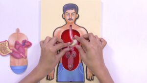 Read more about the article Next ScienceLab Class 3 Science CBSE l Internal Organs | Activity