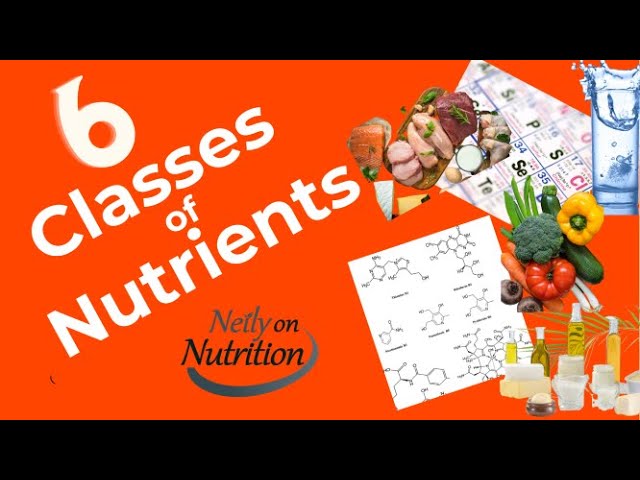 You are currently viewing Nutrients: What are the 6 classes?