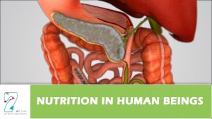Read more about the article Nutrition in Human Beings