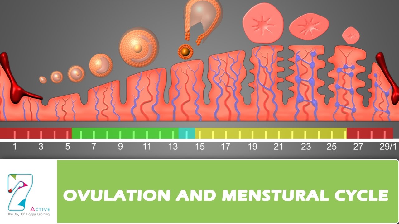 You are currently viewing OVULATION AND MENSTURAL CYCLE