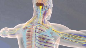 Of Anatomy and Physiology (2013 – 3D Animation)