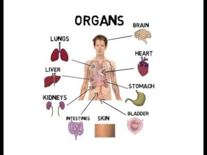 Organs of the body