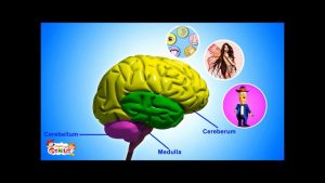 Read more about the article Our Brain – Human Anatomy -Lesson for Kids- School Science Video