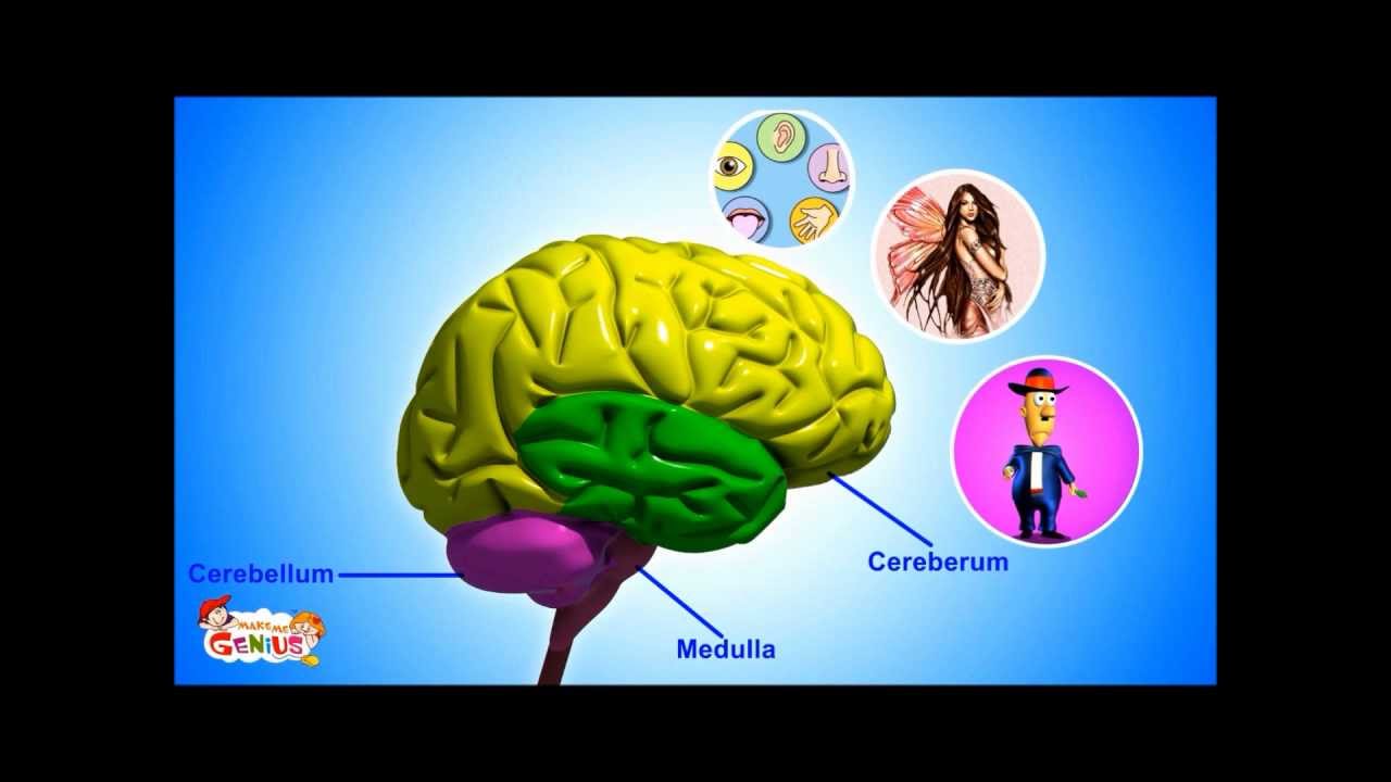 You are currently viewing Our Brain – Human Anatomy -Lesson for Kids- School Science Video