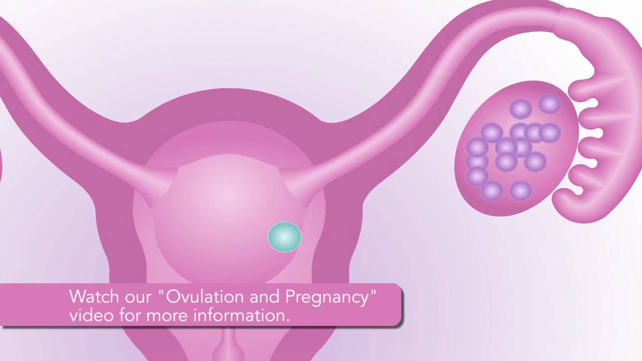 You are currently viewing Ovulation and Pregnancy