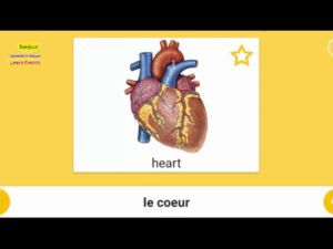 Read more about the article Part 2 – People – the internal organs – Important words with sound and the picture – Learn French