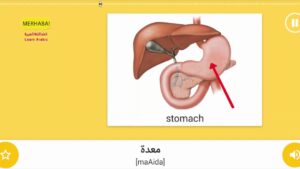 Part 7 – Internal organs – Vocabulary of People – important words – Learn Arabic – تعلم العربية