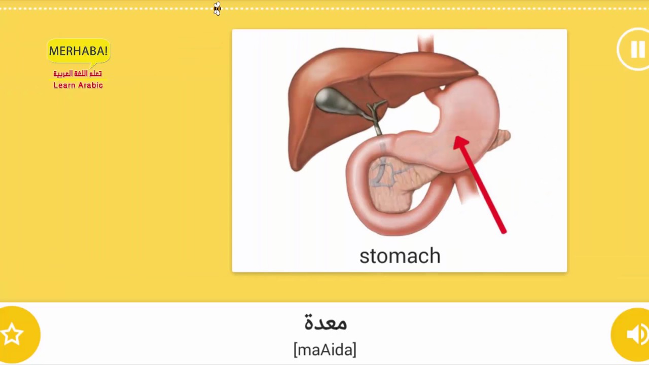 You are currently viewing Part 7 – Internal organs – Vocabulary of People – important words – Learn Arabic – تعلم العربية