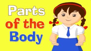 Read more about the article Human Body Video – 7