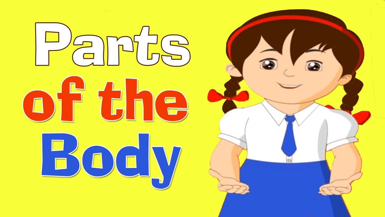 You are currently viewing Human Body Video – 7