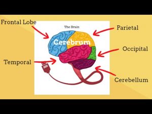 Read more about the article Parts of the Brain-Human Brain Structure and Function