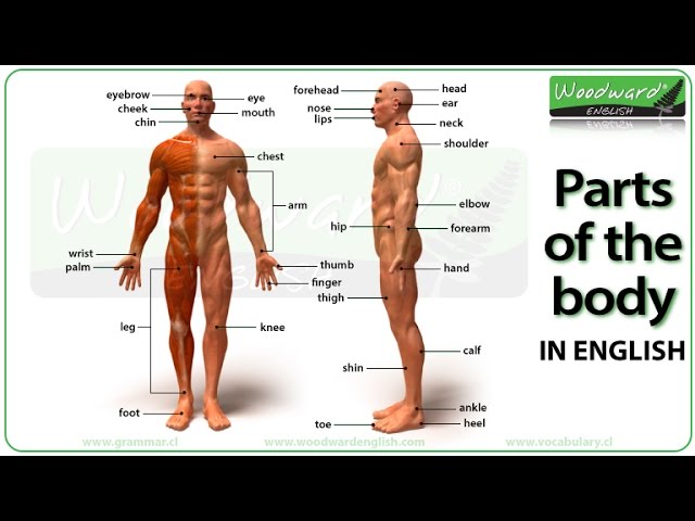 You are currently viewing The Human Body Video – 3