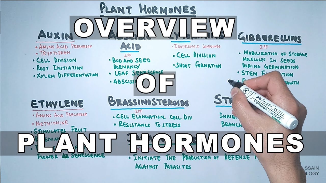 HGH, Growth Hormones & Plant Hormones Video – 18