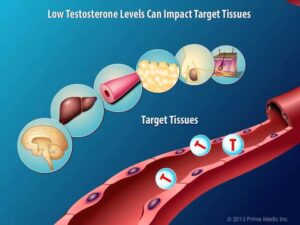Production and Action of Testosterone
