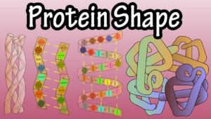 Protein Shape – Levels Of Protein Structure – Shape Of Proteins – What Is Protein Denaturation