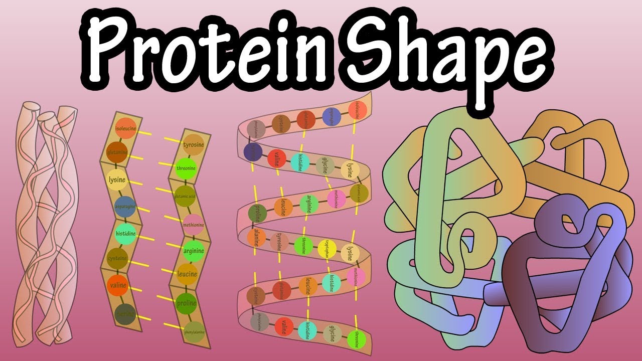 You are currently viewing Protein Shape – Levels Of Protein Structure – Shape Of Proteins – What Is Protein Denaturation