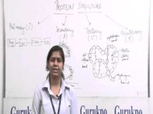 Protein Structure-B.Sc., M.Sc. Lecture by Ms. Madhuri Sharma.