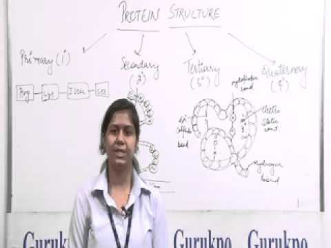 You are currently viewing Protein Structure-B.Sc., M.Sc. Lecture by Ms. Madhuri Sharma.