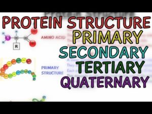 Read more about the article Protein Structure – Primary – Secondary – Tertiary – Quaternary – Structure of Protein